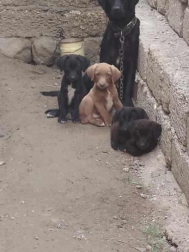 quru it yemi: 20 günlük labrador balalarıdı — 8
