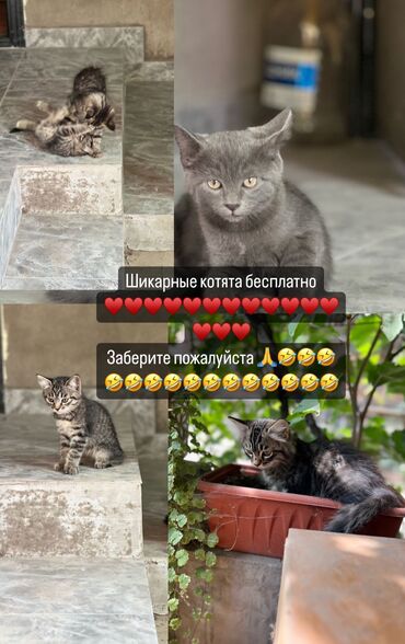 сибирские котята: Котята бесплатно