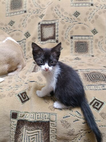 купить кот кот: Беспородная, 2 месяца, Девочка, Приучена к лотку