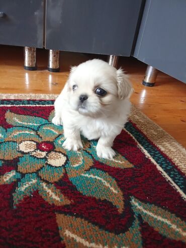 İtlər: Pekines, 1 ay, Erkek — 3