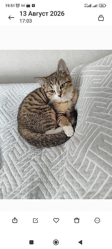 Отдам даром кошку: Кошка даром: Скотиш Страйт (Шотландская прямоухая), 5 месяцев, Девочка, Приучена к лотку — 2