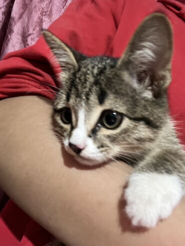 одежда для кошек сфинксов: Котёнок, короткошёрстный табби с белыми отметинами. - Окрас
