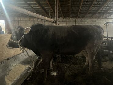 Коровы, быки: Продаю | Бык (самец) | На откорм, На забой, Для разведения