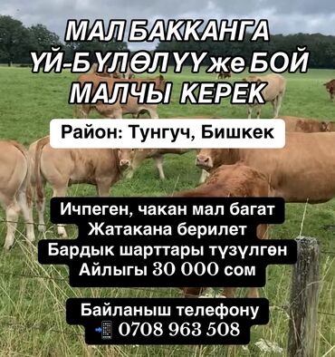 малчы бишкек: Талап кылынат Малчы, Төлөм Күн сайын