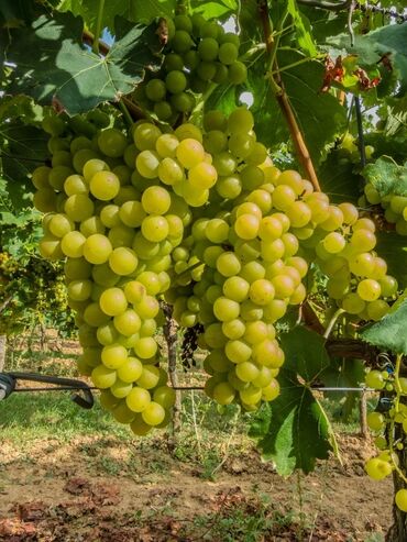 Ağaclar: Satıram . Nar ağacı kemsirin ve birde üzüm ağacı hər ikisi torpaq da — 7