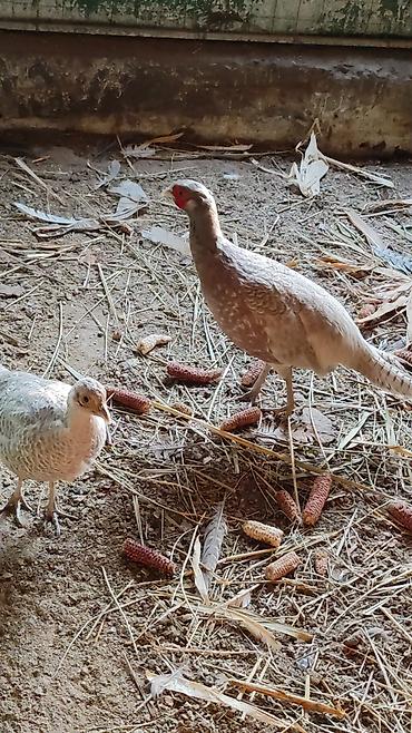 Другие с/х животные: Птицы для приусадебного хозяйства. - Утка с насыщенным тёмно‑зеленым — 7