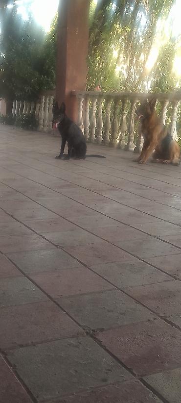 itlerin telimi: Xidmət: Alman çoban iti (German Shepherd) üzrə təlim və müşayiət - İt — 1