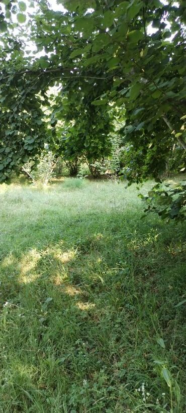 Torpaq sahələrinin satışı: 54 sot, Kənd təsərrüfatı, Kupça (Çıxarış) — 4