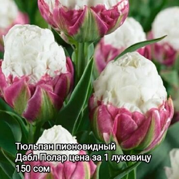 луковица тюльпана купить в Кыргызстан | Куплю дом: Луковицы тюльпанов в наличии, Аламединский рынок