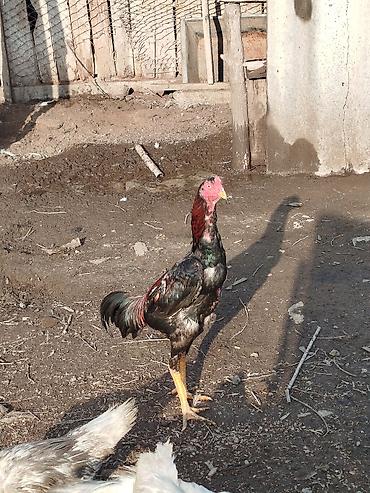 Куры, петухи: Продаю | Петух | Бойцовая | Для разведения at lalafo.kg — 6 Куры, петухи: Продаю | Петух | Бойцовая | Для разведения — 6