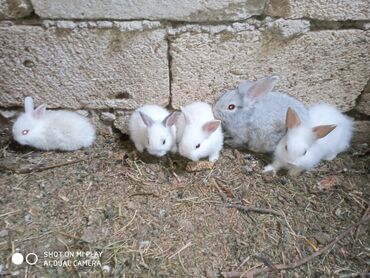 Dovşanlar: Kərlik ucuz qiymətə dovşanlar satılır krolik karliklar tüklü şir baş — 9