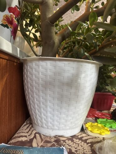 офисные растения: Крупные комнатные растения - Толстянка (денежное дерево) —