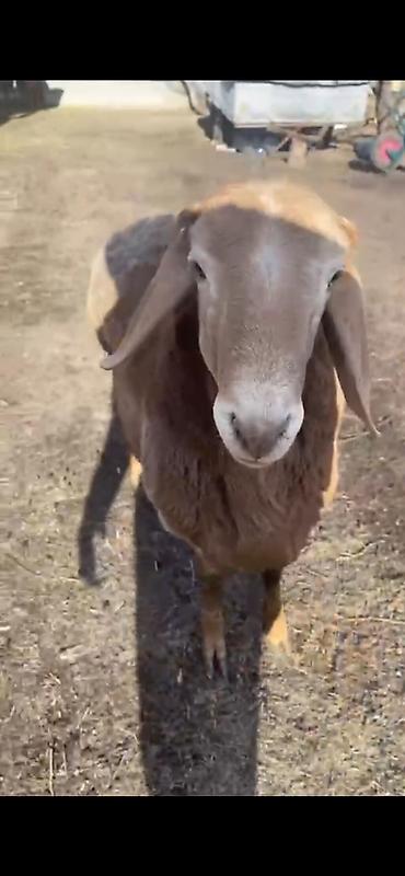 Баран, овца: Продаю | Баран (самец) | Арашан — 9