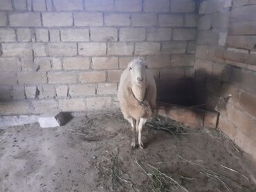 Inəklər, öküzlər: Erkək, il: 2, 85 kq, Damazlıq