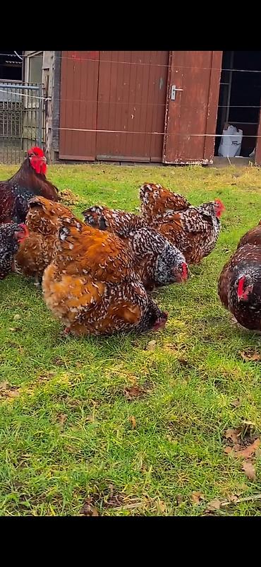 Toyuqlar: Toyuq, Damazlıq -da lalafo.az — 5 Toyuqlar: Toyuq, Damazlıq — 5