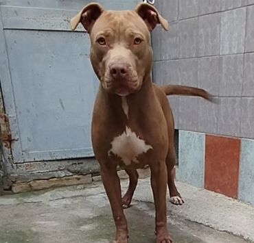 pitbul itləri: Pitbul, 7 ay, Dişi, Peyvəndli, Ünvandan götürmə