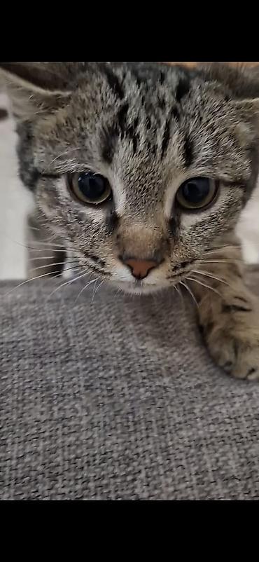 Коврики для мышки: Отдам даром в добрые руки мальчика,азиатский табби 8 месяцев, к лотку — 6