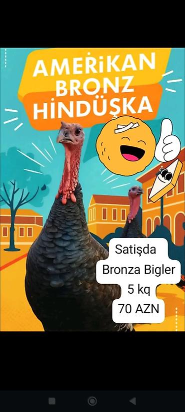 inək balalı: Amerikan Bronz hinduşka – Bronz Biglər. • Çəki: 5 kq • Qiymət: 70 AZN — 1