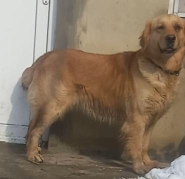 cütlük: Retriever, 4 il, Erkək, Peyvəndli, Ünvandan götürmə — 3