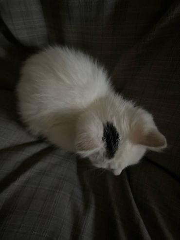 котенок белый купить: Беспородная, 4 месяца, Мальчик, Белый, Приучена к лотку — 2