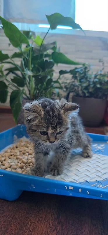 Продажа кошек: Скотиш Фолд (Шотландская вислоухая), 2 месяца, Девочка, Серый, Приучена к лотку — 1