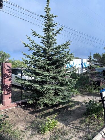 рассада клубника клери: Продается ель голубая в г. Чолпон-Ата . Это крепкое хвойное дерево