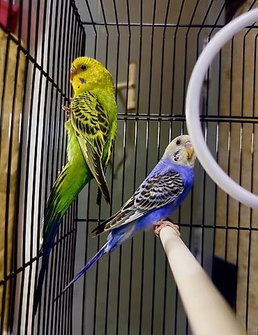 Птицы: Волнистые попугаи в комплекте с клеткой. Описание: - Яркие волнистые — 2