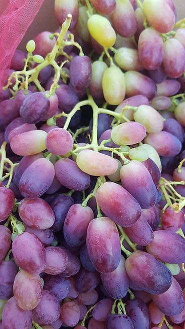 Продажа участков: 100 соток, Для бизнеса, Договор купли-продажи at lalafo.kg — 10 Продажа участков: 100 соток, Для бизнеса, Договор купли-продажи — 10