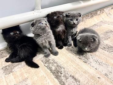 русская синяя кошка: Шотландские вислоухие котята (Scottish Fold), окрас сплошной голубой — 4