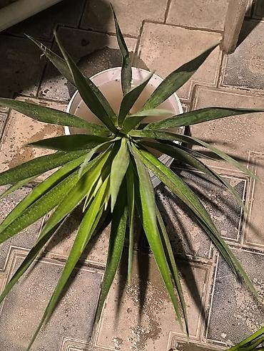 Yucca (yucca filamentosa tipli) – dekorativ otaq və ya həyətyanı üçün lalafo.az -da Yucca (yucca filamentosa tipli) – dekorativ otaq və ya həyətyanı üçün