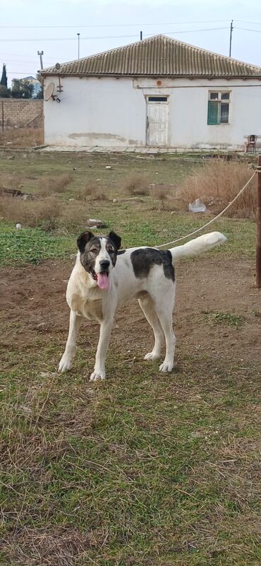 İtlər: Qurdbasar, 1 il, Erkek, Peyvəndli, Pulsuz çatdırılma — 15