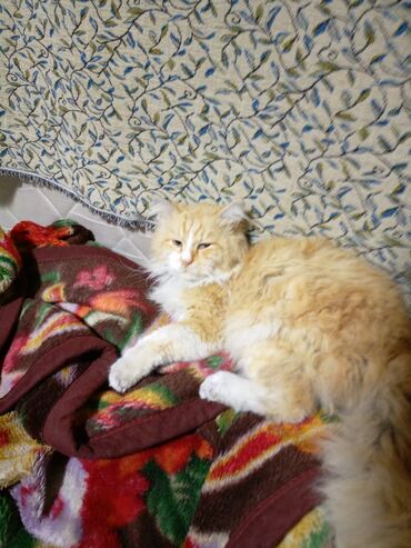 белый котенок: Мейн-кун, 5 жаш, Эркек, Кызгыл сары, Аргын
