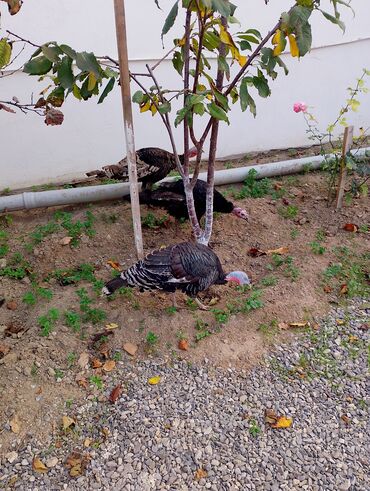 Cücələr: Hinduşka cücələri, Damazlıq — 41