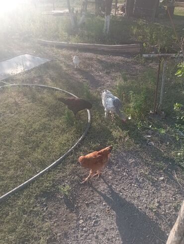 Куры, петухи: Продаю | Куры | Для разведения — 3