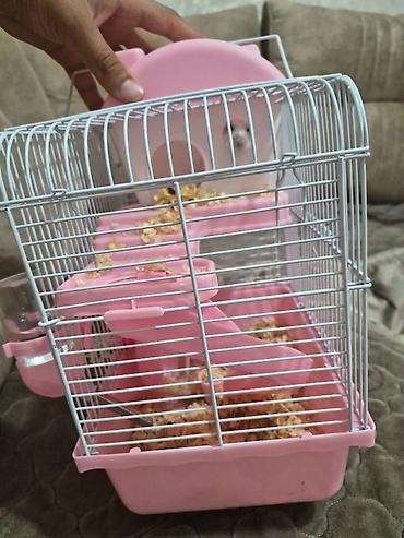 xoruz satlir: Hamster Satilir qefes qarisig 25azn — 4