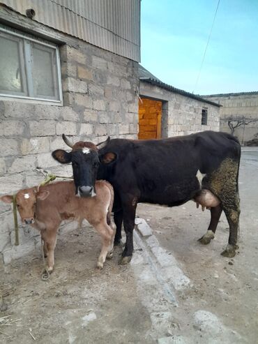 Dana, buzov: 4cu qarni 21litir sud verir dogdugu 2aydi erkey balasi var 🐄