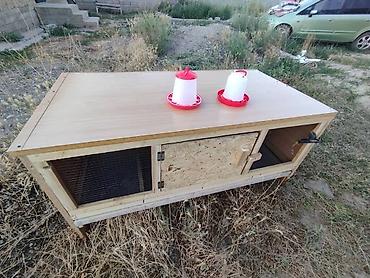 Товары и оборудование для с/х животных: Брудеры для цыплят утят гусят индюшат фазанов павлинов, домашние — 7