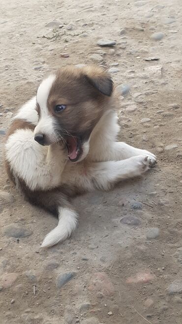 купить собаку охотничью: 📍Бишкек Новопавловка заря 

Кучуктор 🐕 алам дегендер жазыныздар