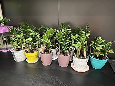 куст: Замиокулькас (ZZ plant) в горшках разных размеров. - — 8