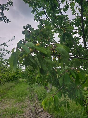 Ağaclar: 2 hektar 79 sot Məhsul: Gilas bağı Xaçmaz Rahimoba yolunda Asvaltdan — 7