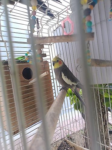 Nimfa (Cockatiel) папuqayı və qəfəs dəsti - Növ: Nimfa (Cockatiel) lalafo.az -da Nimfa (Cockatiel) папuqayı və qəfəs dəsti - Növ: Nimfa (Cockatiel)