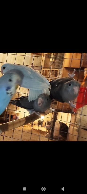 sevgi qusu: Folpus quşları dünyanın ən balaca quşları Varabınnıy papuqay Sevgi — 3