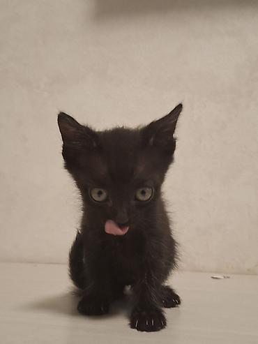 бенгалская кошка даром: Котята, домашние, короткошёрстные. В помёте разные окрасы: - — 2