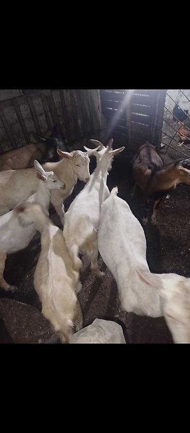 heleb keçileri: 10 dene keçi balası satılır, 6 si erkek,4 dişi, birinin qiyməti 175 — 2