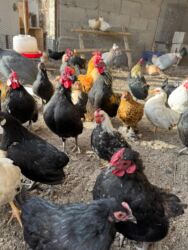 дома на продажу в бишкеке: Продам карлики