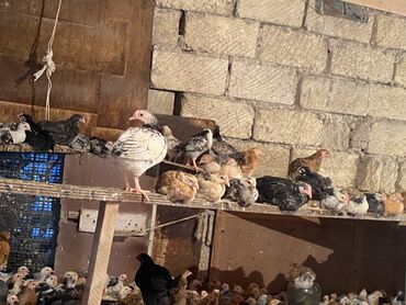 Toyuqlar: Satılır durçinka,serbilis,hündüşka -da lalafo.az — 6 Toyuqlar: Satılır durçinka,serbilis,hündüşka — 6