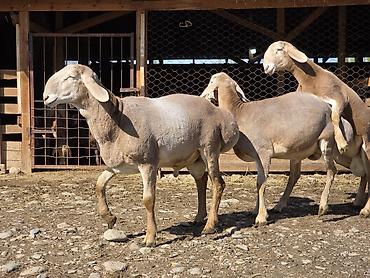 Баран, овца: Продаю | Ягненок, Баран (самец) | Арашан — 6