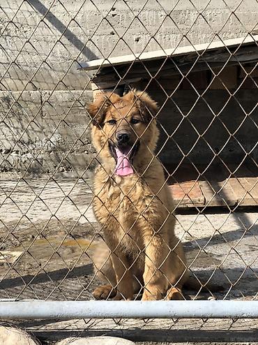 Продажа собак: Овчарка, 4 месяца, Самка — 11