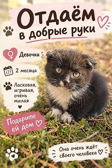 кошка шотландский: Кошка даром: Скотиш Фолд (Шотландская вислоухая), 2 месяца, Девочка — 1