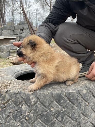 продам курей: Бельгийская овчарка, 2 месяца, Самец